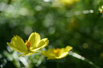 Light Yellow Flower of Cosmos in Full Bloom
