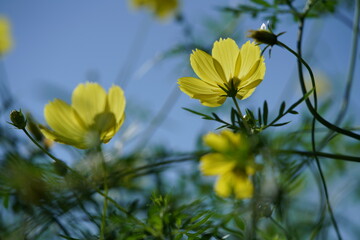 Light Yellow Flower of Cosmos in Full Bloom
