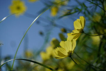 Light Yellow Flower of Cosmos in Full Bloom
