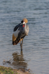  Common Crane Birds at Qudra Lakes in Dubai UAE