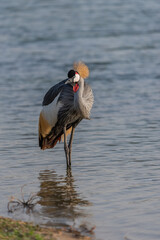  Common Crane Birds at Qudra Lakes in Dubai UAE