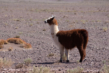 Obraz premium Guanaco at Atacama desert Chile