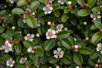 Cotoneaster horizontalis flowering plant