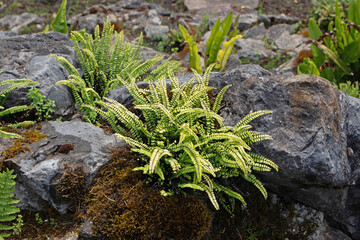 Asplenium trichomanes or maidenhair spleenwort fern plant