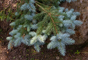 Blue spruce or picea pungens branch.