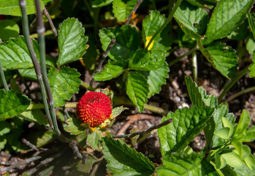 Duchesnea or potentilla indica indian strawberry red ripe fruit