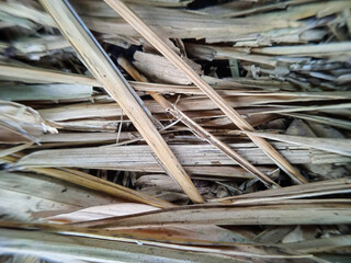 dry bamboo leaf
