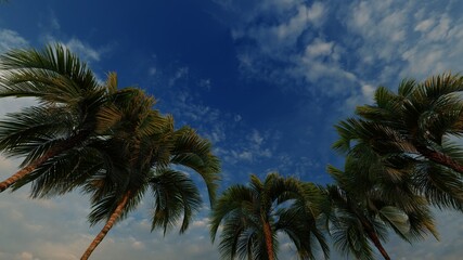 palm trees in the evening