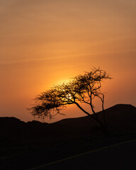Fototapeta na wymiar Sunset with a silhouette of a tree