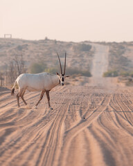 Arabian Oryx in the desert of Dubai- UAE,,, taken at the golden hour	