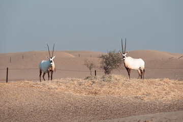 Arabian Oryx in the desert of Dubai- UAE,,, taken at the golden hour	