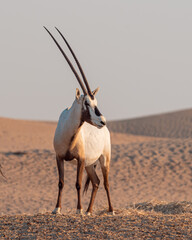 Arabian Oryx in the desert of Dubai- UAE,,, taken at the golden hour	