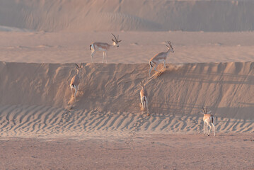 Arabian Oryx in the desert of Dubai- UAE,,, taken at the golden hour	