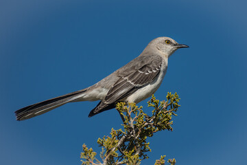 a northern mockingbird on a tree top branch with blue sky in the background 
