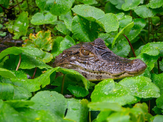 Baby Caiman