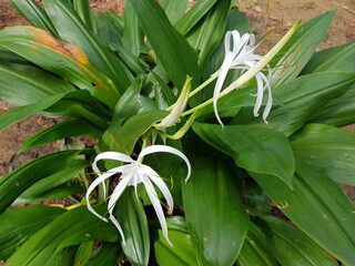 Obraz premium Hymenocallis littoralis or the beach spider lily Hymenocallis, Amaryllidaceae family. Manaus, Amazon - Brazil