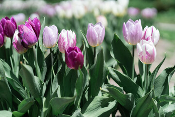 Colorful Tulips on a sunny day in Spring