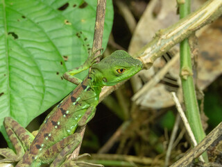 Tropical Lizard