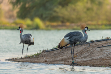 Common Crane Birds at Qudra Lakes in Dubai UAE