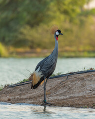 Common Crane Birds at Qudra Lakes in Dubai UAE