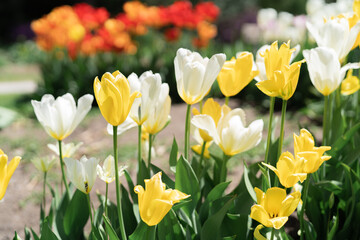 Obraz premium Colorful Tulips on a sunny day in Spring