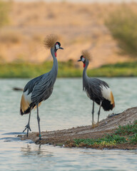 Fototapeta premium Common Crane Birds at Qudra Lakes in Dubai UAE