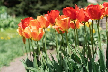 Obraz premium Colorful Tulips on a sunny day in Spring