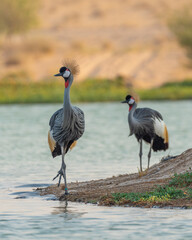 Common Crane Birds at Qudra Lakes in Dubai UAE