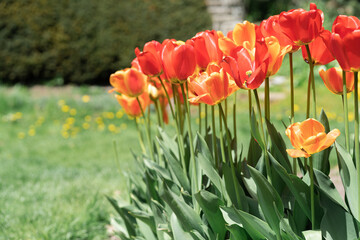 Colorful Tulips on a sunny day in Spring