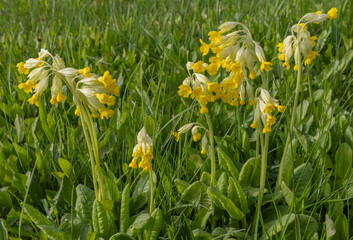 Yellow spring primrose tall in young green grass. Sunny flowers that look like little keys.