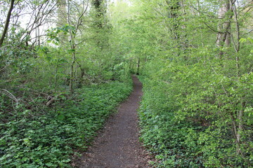 Fototapeta premium Tudor Schleurholts