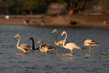 Flamingos in the Al Qudra Lakes in the desert of Dubai - UAE	