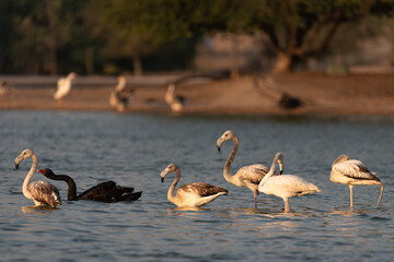 Flamingos in the Al Qudra Lakes in the desert of Dubai - UAE	