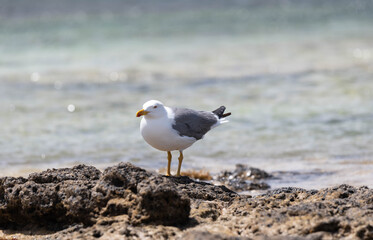 Seagull resting on a rock by the sea. Common Yellow-billed Gull