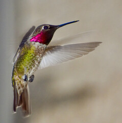 Anna’s Hummingbird in flight hovering 