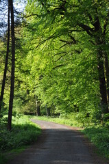 Fototapeta premium Waldweg durch den Wald