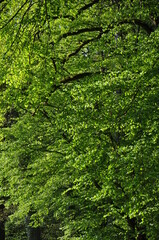 B&auml;ume in Frischem gr&uuml;n