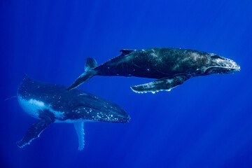 calf humpback whale and mother playing at water surface in deep French Polynesia waters - obrazy, fototapety, plakaty