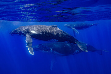 three humpback whales including mother and calf resting close to Moorea, French Polynesia
