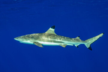 blacktip reef shark swimming in French Polynesia tropical waters over coral reef