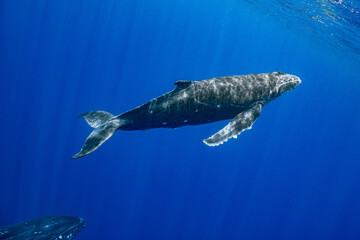 calf humpback whale and mother playing at water surface in deep French Polynesia waters