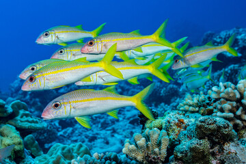 Fototapeta na wymiar yellowfin goatfish shool fish on reef