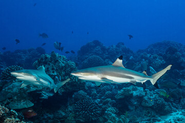 blacktip reef shark swimming in French Polynesia tropical waters over coral reef