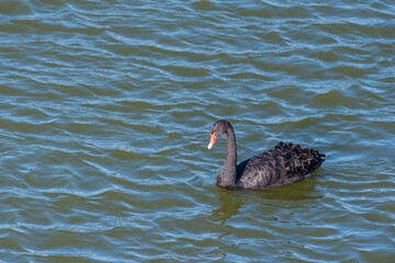 Black Swans swimming in Qudra Lakes in Dubai -UAE