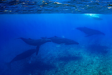Fototapeta premium five humpback whales including mother and calf resting close to Moorea reef french polynesia