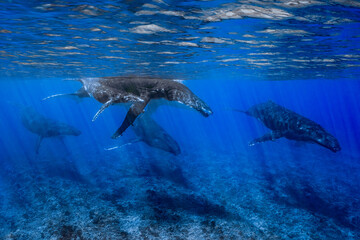 Naklejka premium five humpback whales including mother and calf resting close to Moorea reef french polynesia