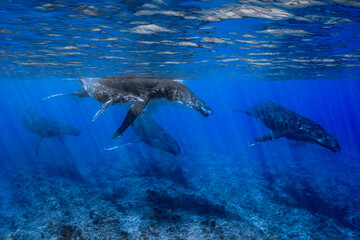 five humpback whales including mother and calf resting close to Moorea reef french polynesia