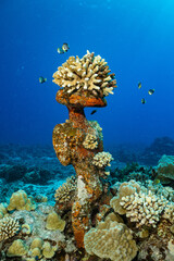 Fototapeta na wymiar underwater tiki, tratidional statue in Moorea tropical reef, French Polynesia