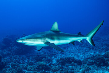 Gray Reef shark, Carcharhinus amblyrhynhos swimming in French Polynesia tropical waters over coral reef