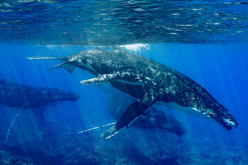 Fototapeta premium five humpback whales including mother and calf resting close to Moorea reef french polynesia